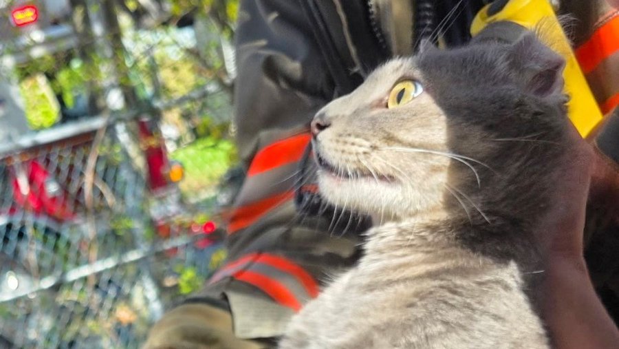 Cat in Pittsfield MA rescued by firefighters on Tuesday 