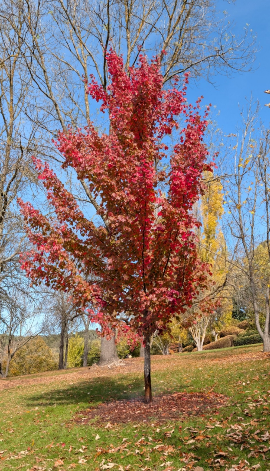 Autumn colors in a tree