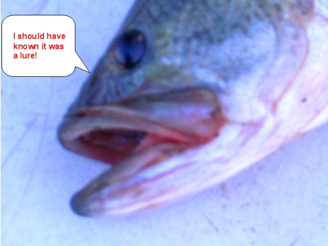 Talking Bass - I should have known it was a LURE!