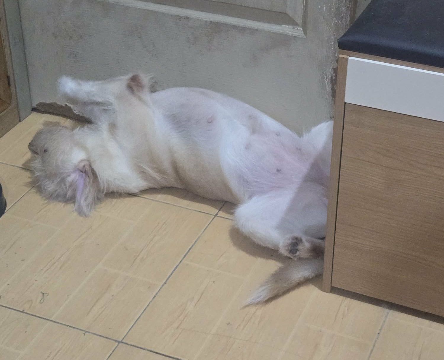 a dog sleeping