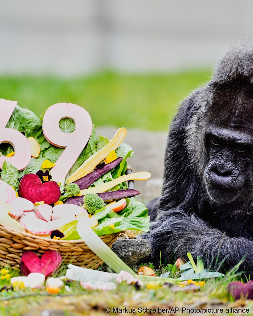 gorilla, birthday, zoo, animal gorilla, birthday, zoo, animal