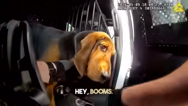 Hillsborough County Sheriffs Office K9 dog Boomer