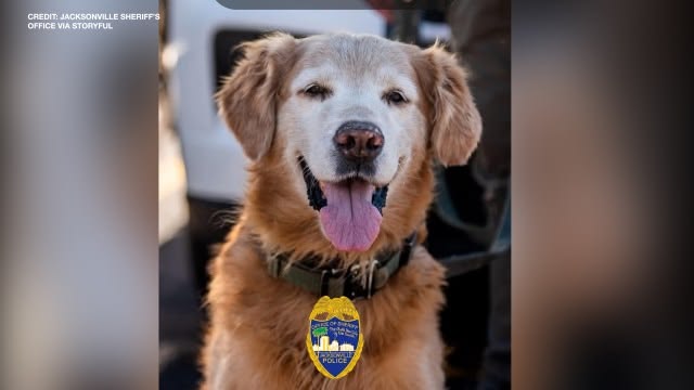 Jacksonville Sheriff Office K9 dog Ruger finds a missing teen in Florida Jacksonville Sheriff Office K9 dog Ruger finds a missing teen in Florida