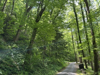 The driveway in the Chimneys picnic area in the Great Smoky Mountains National Park. Photo taken by and the property of FourWalls. The driveway in the Chimneys picnic area in the Great Smoky Mountains National Park. Photo taken by and the property of FourWalls.