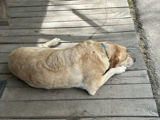 The dog that came in 2nd in voting for mayor of Rabbit Hash. Photo taken by and the property of FourWalls. The dog that came in 2nd in voting for mayor of Rabbit Hash. Photo taken by and the property of FourWalls.