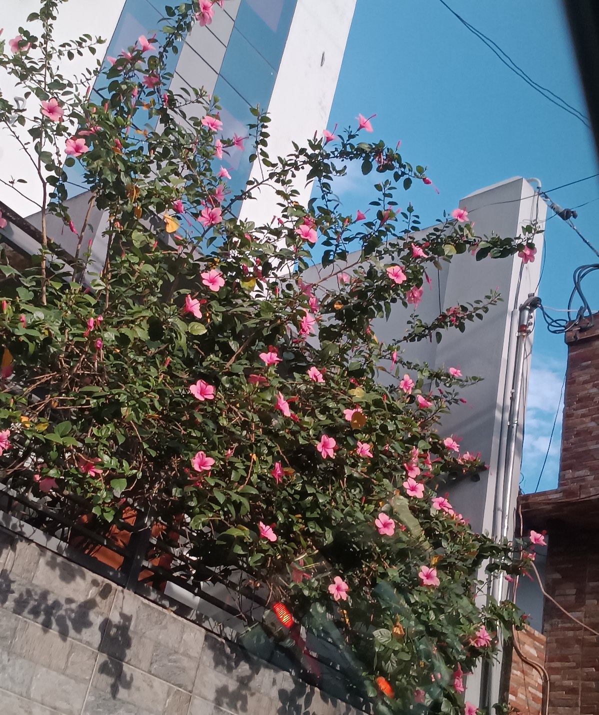 Photo is mine. Photo is mine.
