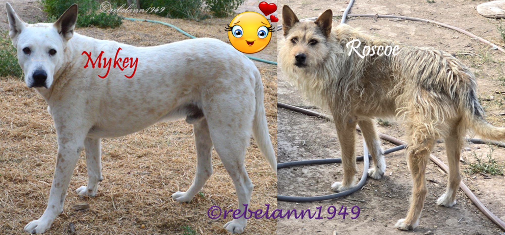 Mykey lived 2003 til 2015, Roscoe is still with me, thank heavens