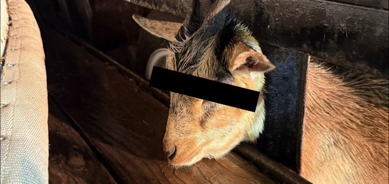 Goat that was stuck between steel bars inside of an utility truck  
