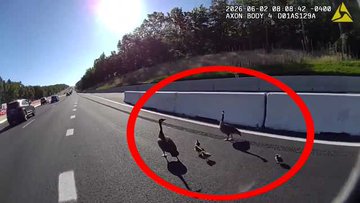 Flock of geese walking on Interstate 95 in Maryland