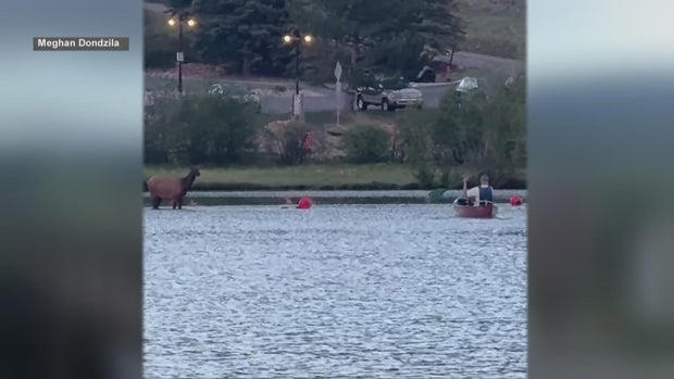 A baby elk is rescued by a park employee in Evergreen Lake Colorado A baby elk is rescued by a park employee in Evergreen Lake Colorado