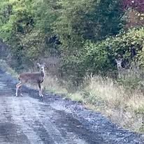 deer