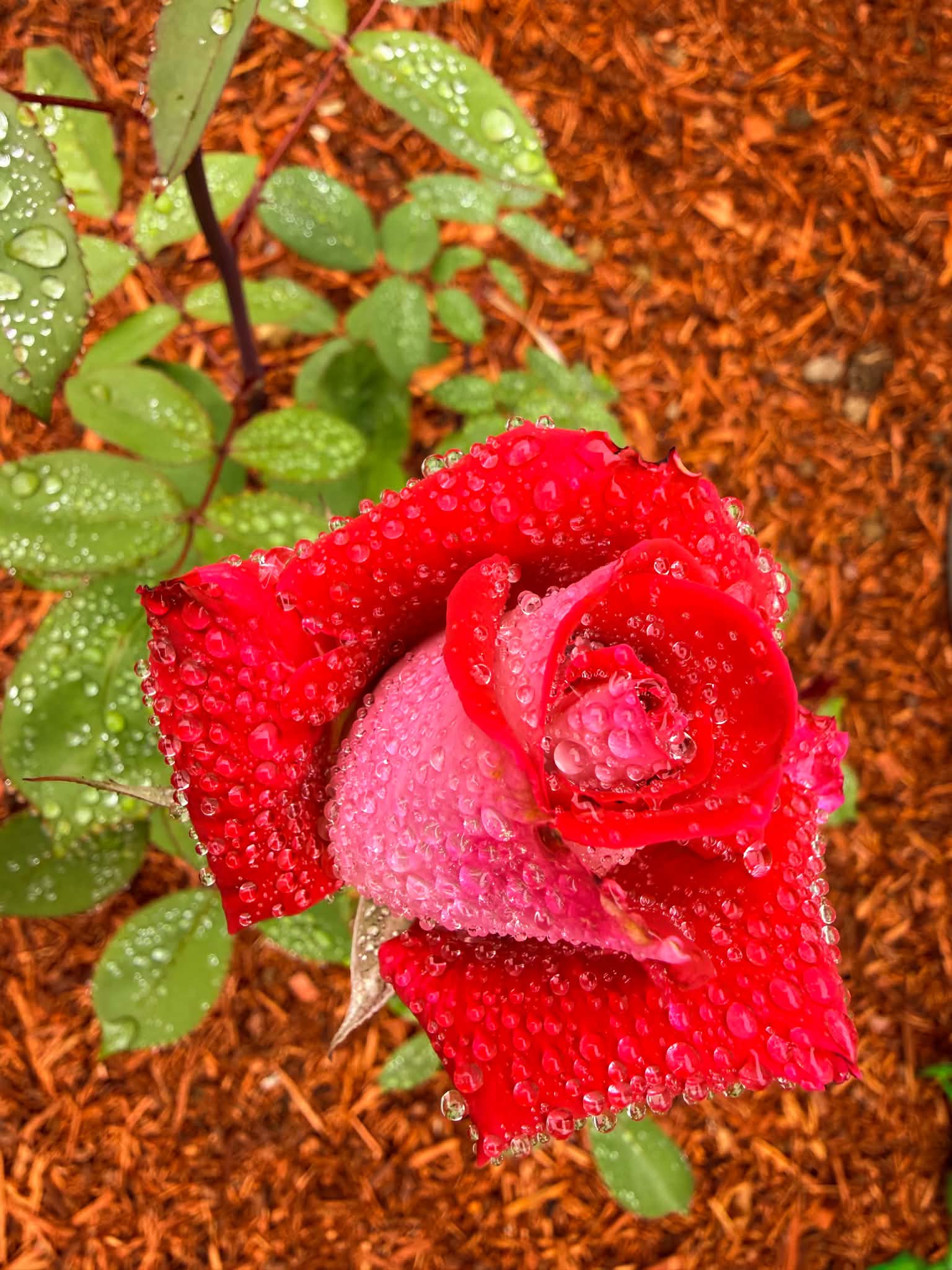 My rose bush after rain.