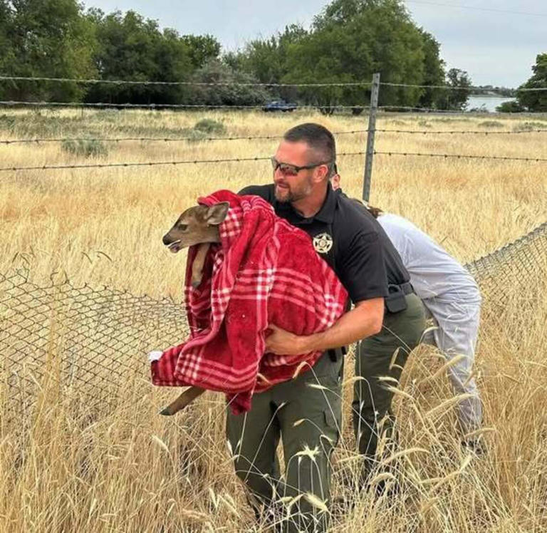 Benton County Sheriff Mike Clark rescues a female fawn who was near a highway Benton County Sheriff Mike Clark rescues a female fawn who was near a highway