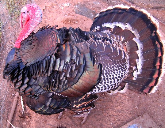 Big Turkey - This is a Standard Bronze Turkey