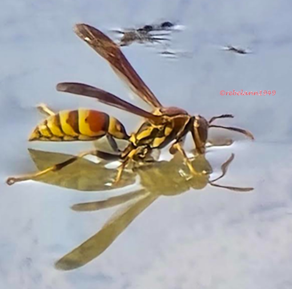 Wasp floats on water