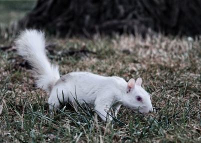 image credit https://www.pexels.com/photo/white-squirrel-in-washington-park-grass-33906668/ image credit https://www.pexels.com/photo/white-squirrel-in-washington-park-grass-33906668/