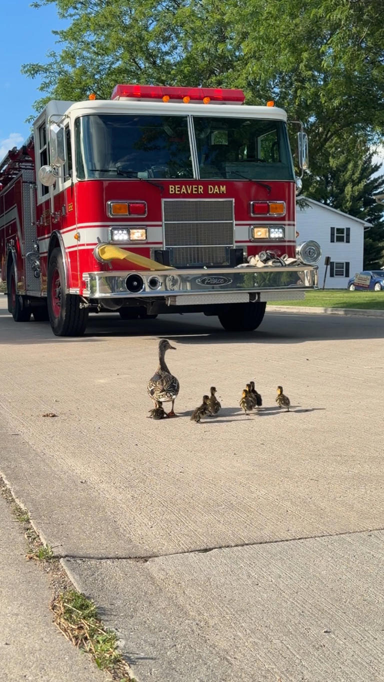 Firetruck in Beaver Dam Wisconsin rescues ducklings who were inside of a storm drain