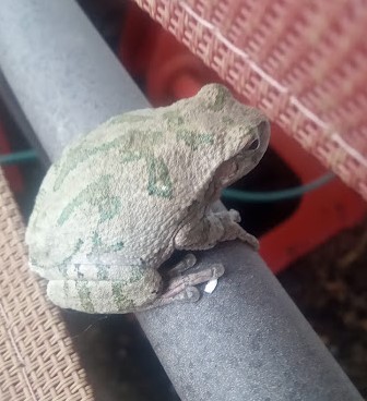 Found behind a lawn chair cushion