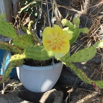 castus