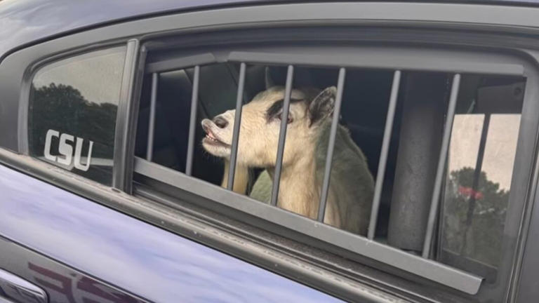 Female goat who is expecting a baby inside of a squad car in Haralson County