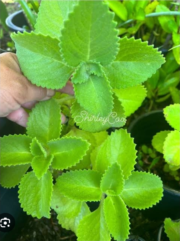 Oregano plant Oregano plant