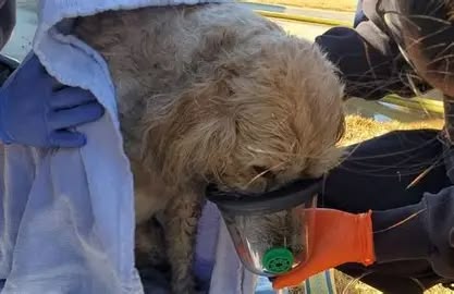 Oklahoma City firefighters rescue a dog that was inside of a house fire on Wednesday Oklahoma City firefighters rescue a dog that was inside of a house fire on Wednesday