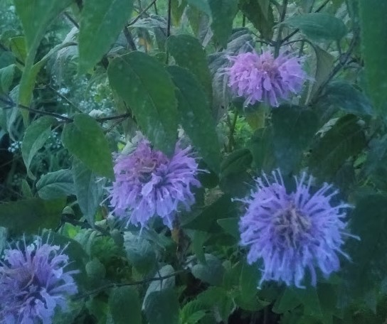 bee balm at sunset bee balm at sunset
