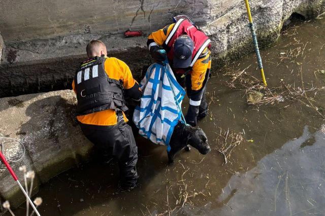Cleveland firefighters rescue a dog that was in a storm drain in Ohio Cleveland firefighters rescue a dog that was in a storm drain in Ohio
