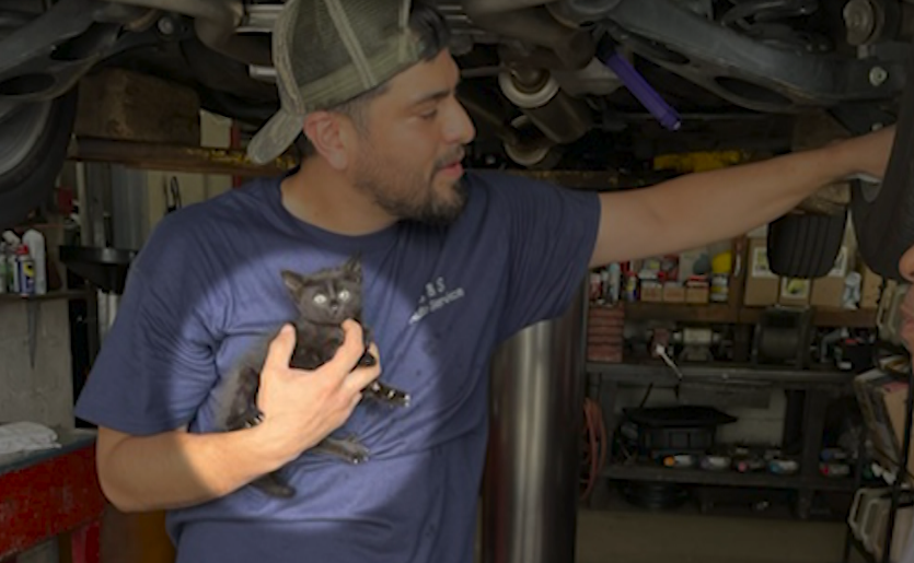 A mechanic in New York rescues a kitten who was underneath an auto A mechanic in New York rescues a kitten who was underneath an auto