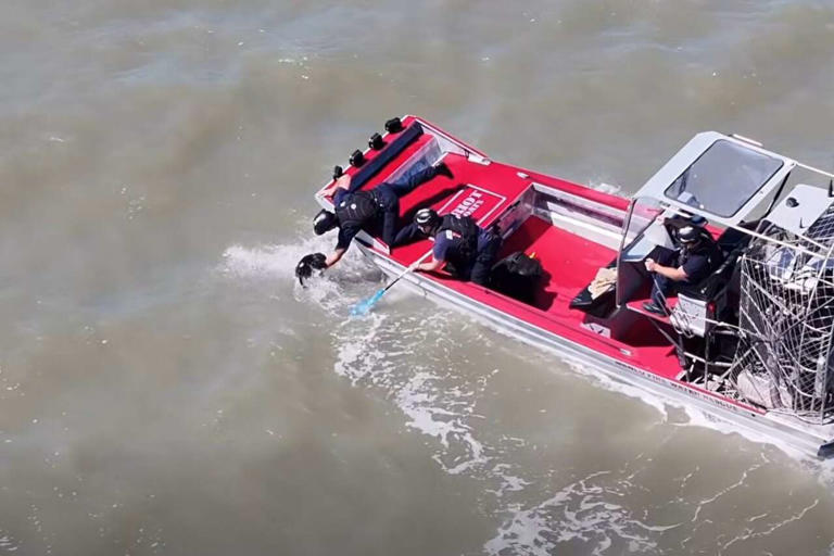 Firefighters in San Francisco rescue a dog that was in the bay two weeks ago Firefighters in San Francisco rescue a dog that was in the bay two weeks ago