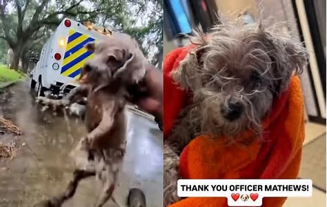 Dog rescued by animal service center officers in Texas Dog rescued by animal service center officers in Texas