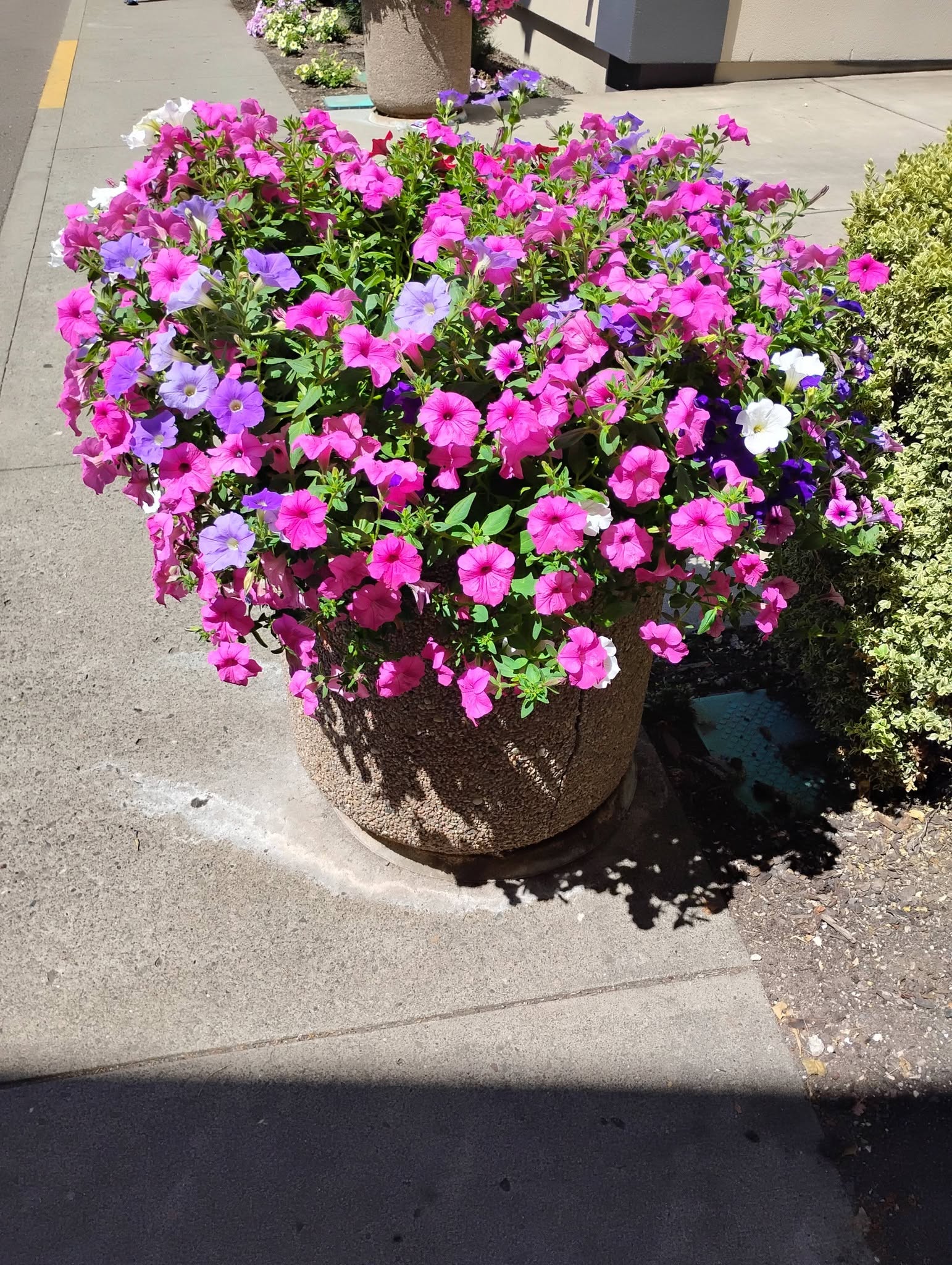 flowers