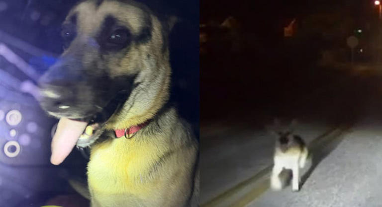 Stray German Shepherd rescued by a Florida State Highway Patrol officer