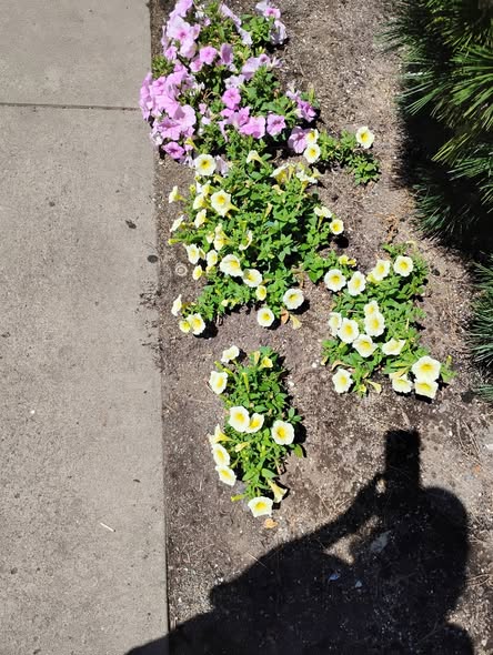 flowers flowers