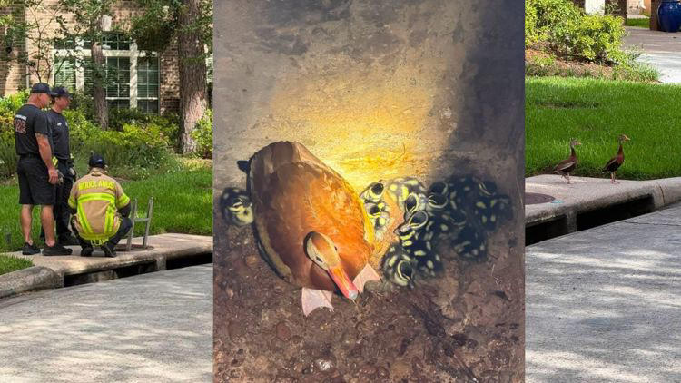 Firefighters rescue ducklings who were inside of a storm drain in Texas Firefighters rescue ducklings who were inside of a storm drain in Texas