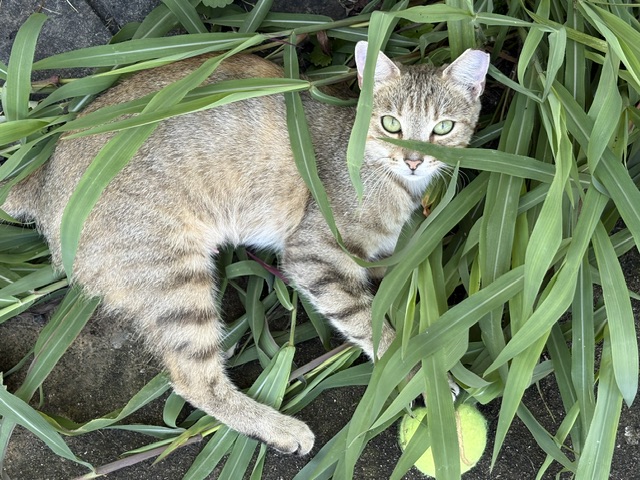 Neighborhood cat playing with a tennis ball in my back yard.  Photo taken by and the property of FourWalls.