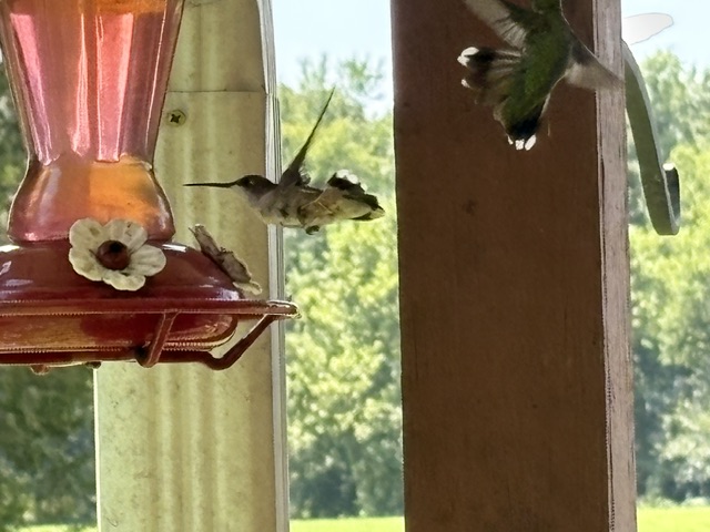 Hummingbirds at the feeder on my uncle’s porch. Photo taken by and the property of FourWalls. Hummingbirds at the feeder on my uncle’s porch. Photo taken by and the property of FourWalls.