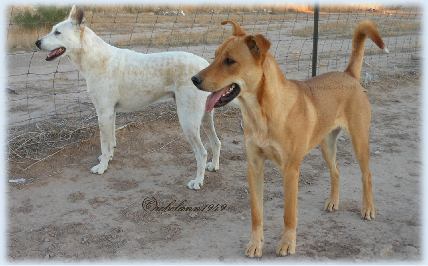I miss these 2, R.I.P. I miss these 2, R.I.P.