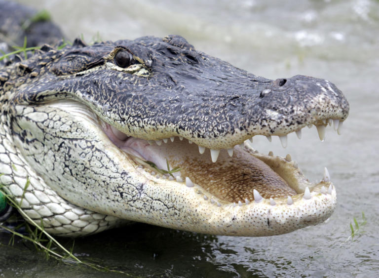 Gator attacks a woman who was swimming in the Silver River in Florida Gator attacks a woman who was swimming in the Silver River in Florida