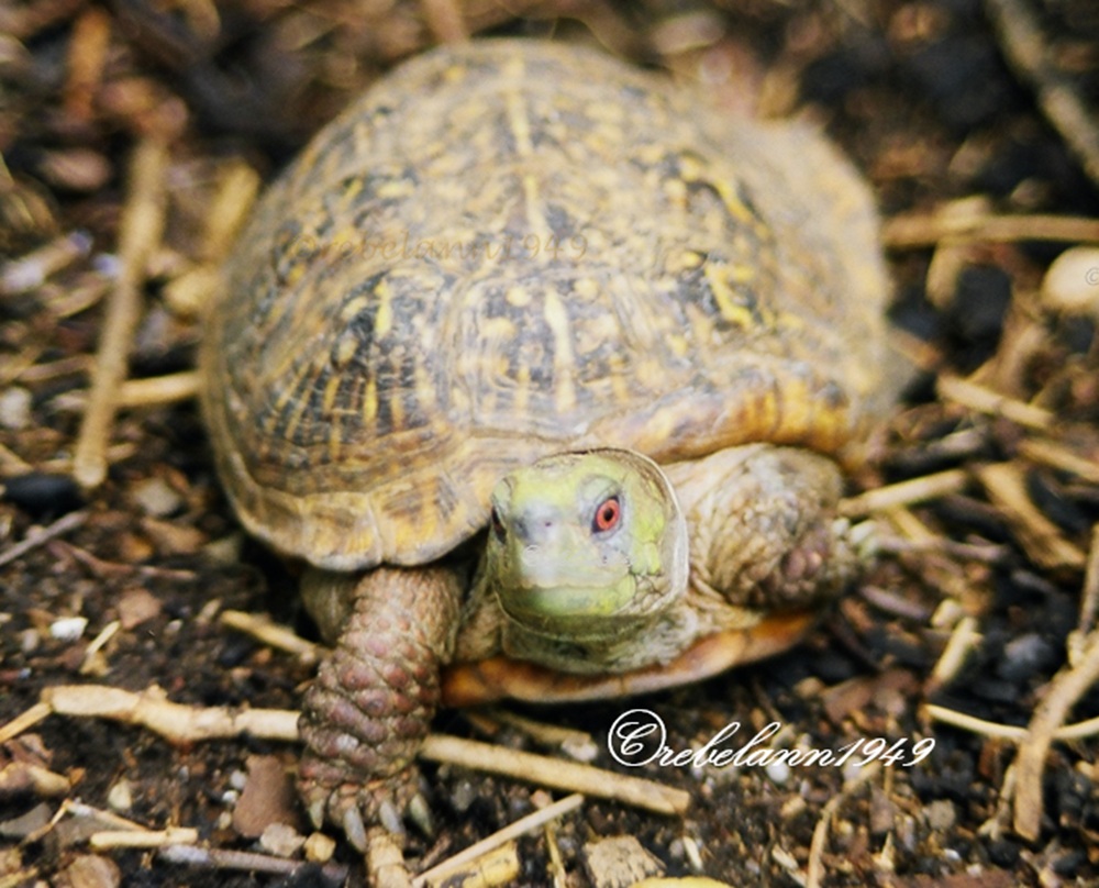 Mom's turtle, Otto