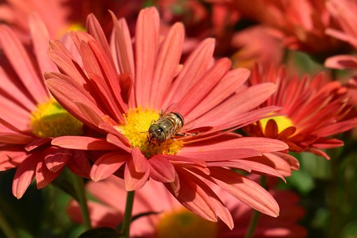 Bee having lunch Bee having lunch