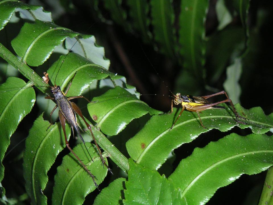 insects of the rainforest - crickets! they make loud creaking noises!