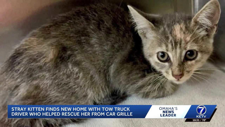 A female kitten named Dolly is rescued by a tow truck driver in Iowa A female kitten named Dolly is rescued by a tow truck driver in Iowa
