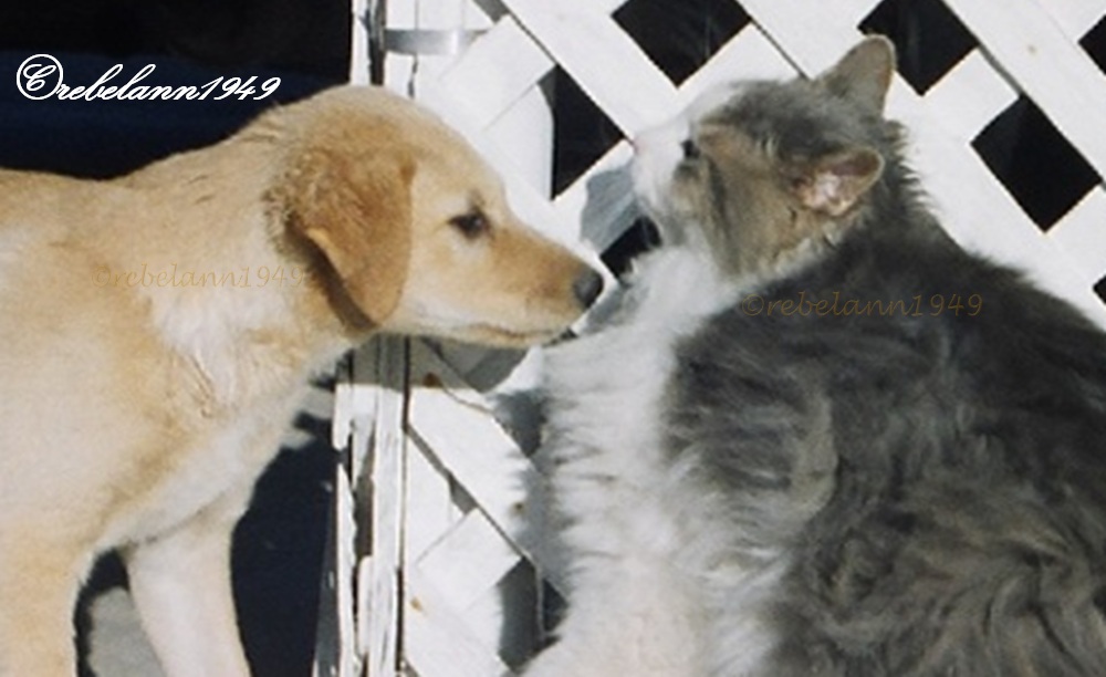 Sofie, left, is 6 weeks old and Spunky, right, is the first kitty she's ever seen, she wanted to know more Sofie, left, is 6 weeks old and Spunky, right, is the first kitty she's ever seen, she wanted to know more