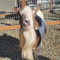 goat goat