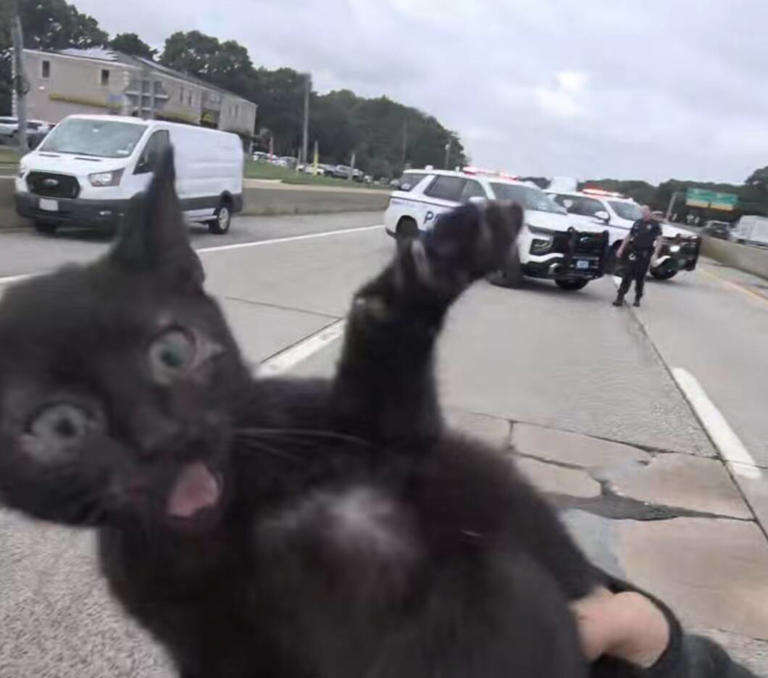 8 week old kitten rescued by an animal rescue officer in Long Island New York