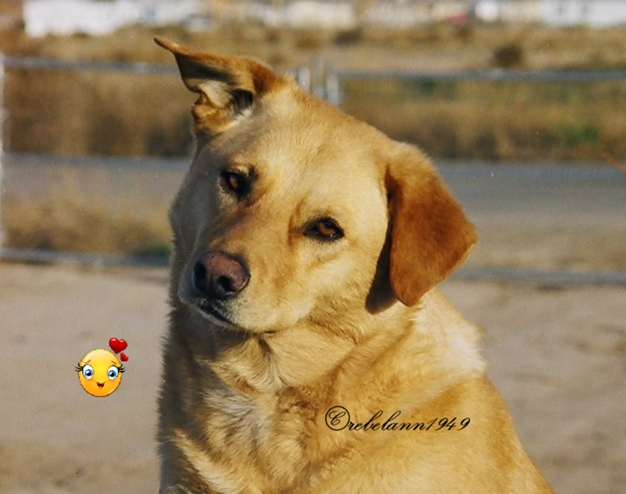 My sweet Sophie, she was so loving. My sweet Sophie, she was so loving.