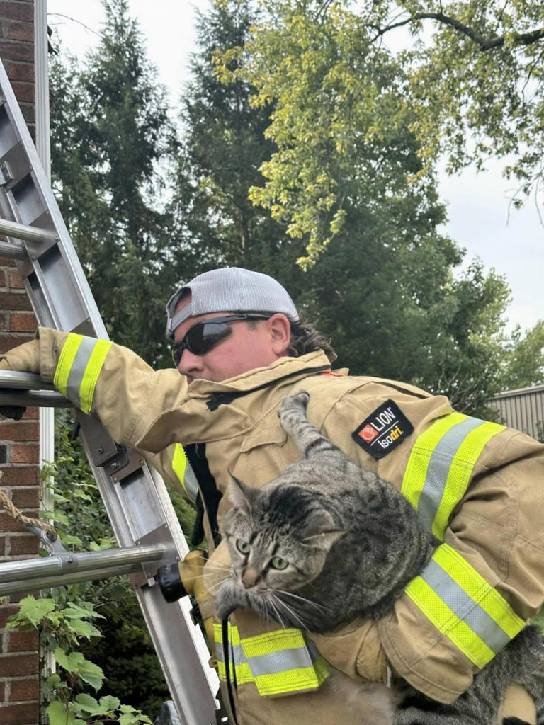 Volunteer firefighters rescue a cat that was stranded on a roof in Connecticut Volunteer firefighters rescue a cat that was stranded on a roof in Connecticut