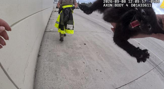 Kitten in Hillsborough County gets rescued by a deputy in Florida 