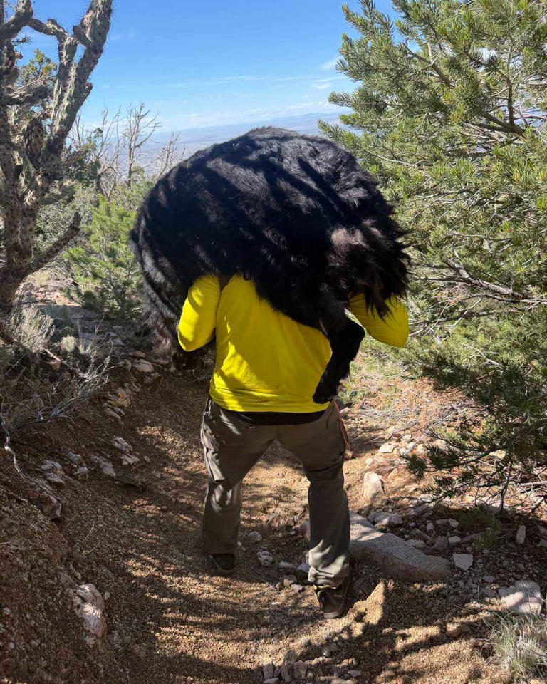 Bernalillo County deputy carries a huge dog down a mountain in New Mexico Bernalillo County deputy carries a huge dog down a mountain in New Mexico